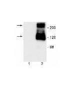 mGluR1 Polyclonal Antibody