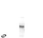 GABRG2 Antibody in Western Blot (WB)
