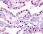 MC4R Antibody in Immunohistochemistry (IHC)