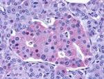 GLP1R Antibody in Immunohistochemistry (IHC)