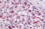 TAAR1 Antibody in Immunohistochemistry (Paraffin) (IHC (P))