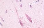 TAAR1 Antibody in Immunohistochemistry (Paraffin) (IHC (P))