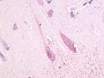 TAAR1 Antibody in Immunohistochemistry (IHC)