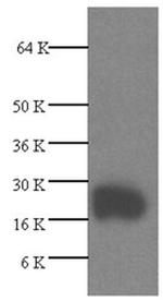 VEGF Polyclonal Antibody