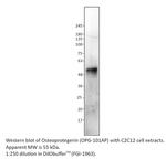 Osteoprotegerin Polyclonal Antibody