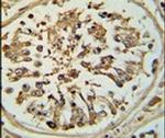 OPLAH Antibody in Immunohistochemistry (IHC)