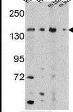 OPLAH Antibody in Western Blot (WB)