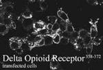 OPRD1 Antibody in Immunocytochemistry (ICC/IF)