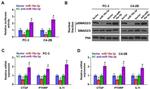 Nuclear Matrix Protein p84 Antibody in Western Blot (WB)