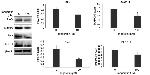 MAPK4 Antibody in Western Blot (WB)