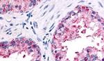 PSGR Antibody in Immunohistochemistry (Paraffin) (IHC (P))