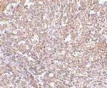 ORAI1 Antibody in Immunohistochemistry (Paraffin) (IHC (P))