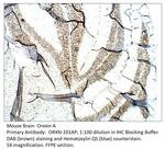 Orexin A Polyclonal Antibody