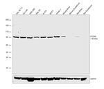 ATG9A Antibody in Western Blot (WB)