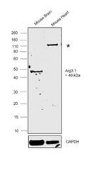 Arg3.1 Antibody in Western Blot (WB)