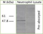 ATG4B Antibody in Western Blot (WB)