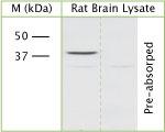 Actin Antibody in Western Blot (WB)