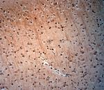 extracellular ASIC3 Antibody in Immunohistochemistry (Paraffin) (IHC (P))