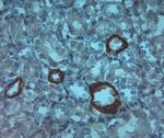 AQP3 Antibody in Immunohistochemistry (Paraffin) (IHC (P))