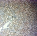 AQP12 Antibody in Immunohistochemistry (Paraffin) (IHC (P))