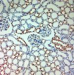 AQP12 Antibody in Immunohistochemistry (Paraffin) (IHC (P))