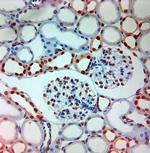 AQP12 Antibody in Immunohistochemistry (Paraffin) (IHC (P))