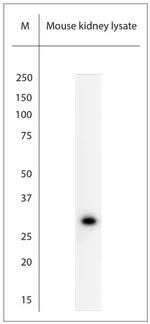 AQP12 Antibody in Western Blot (WB)