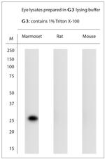 AQP0 Antibody in Western Blot (WB)