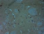 Ankyrin G Antibody in Immunohistochemistry (IHC)