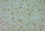 AQP9 Antibody in Immunohistochemistry (Paraffin) (IHC (P))