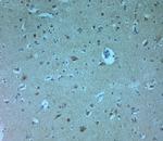 AQP11 Antibody in Immunohistochemistry (Paraffin) (IHC (P))