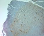 AQP11 Antibody in Immunohistochemistry (Paraffin) (IHC (P))