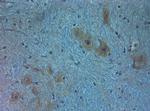AQP11 Antibody in Immunohistochemistry (Paraffin) (IHC (P))