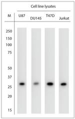 AQP12 A/B Antibody in Western Blot (WB)