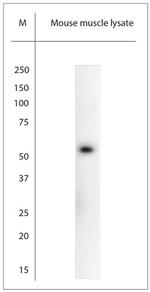 ASIC3 Antibody in Western Blot (WB)