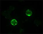 BEX1/BEX2 Antibody in Immunocytochemistry (ICC/IF)