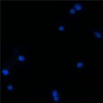 BEX1/BEX2 Antibody in Immunocytochemistry (ICC/IF)