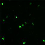 BEX1/BEX2 Antibody in Immunocytochemistry (ICC/IF)