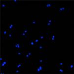 BEX1/BEX2 Antibody in Immunocytochemistry (ICC/IF)