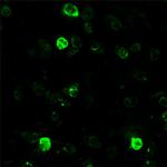 BEX1 Antibody in Immunocytochemistry (ICC/IF)
