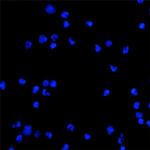 BEX1 Antibody in Immunocytochemistry (ICC/IF)