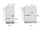 BDNF Antibody in Western Blot (WB)