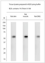 Beclin1 Antibody in Western Blot (WB)