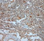 BEX1/BEX2 Antibody in Immunohistochemistry (Paraffin) (IHC (P))