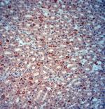SLC4A1 Antibody in Immunohistochemistry (Paraffin) (IHC (P))