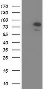 OSBPL11 Antibody in Western Blot (WB)