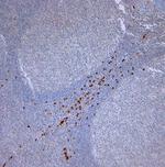 LL-37 Antibody in Immunohistochemistry (Paraffin) (IHC (P))