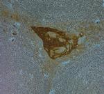 Cathelicidin Antibody in Immunohistochemistry (Paraffin) (IHC (P))