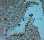 Cathelicidin Antibody in Immunohistochemistry (Paraffin) (IHC (P))