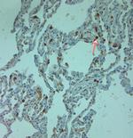Cathelicidin Antibody in Immunohistochemistry (Paraffin) (IHC (P))